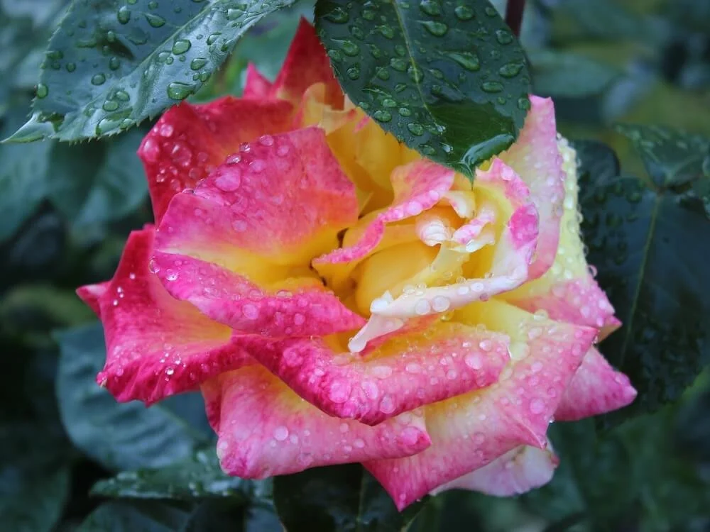 Rosa 'Royal Welcome' (Royal Welcome Hybrid Tea Rose) — Northwest